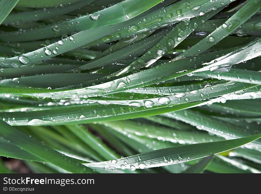 Morning after a spring rain - drops of water cling to the leaves and blades. Morning after a spring rain - drops of water cling to the leaves and blades.