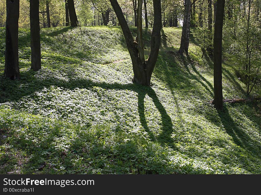 Forest. Shadow Of The Tree At The Spring Grass.