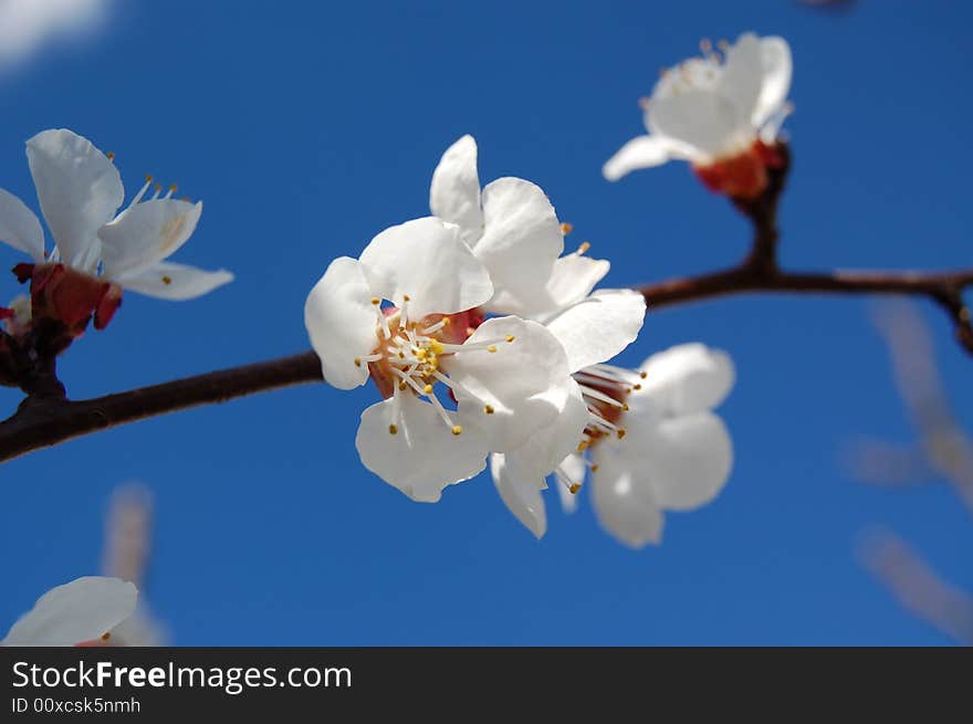 Cherry Blossom