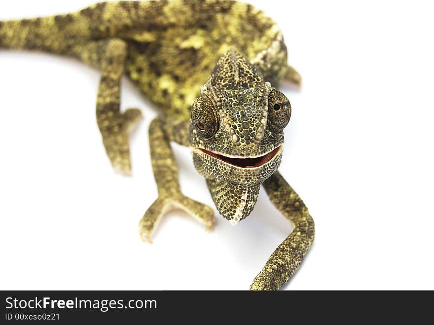 Smiling Chameleon.