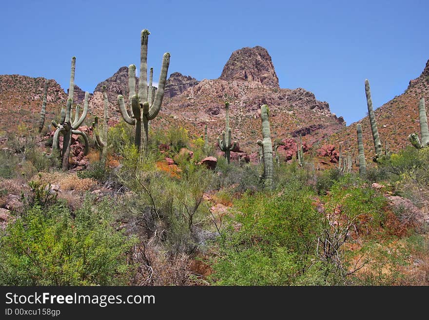 Spring in the desert showing cactus and spring flowers in bloom. Spring in the desert showing cactus and spring flowers in bloom