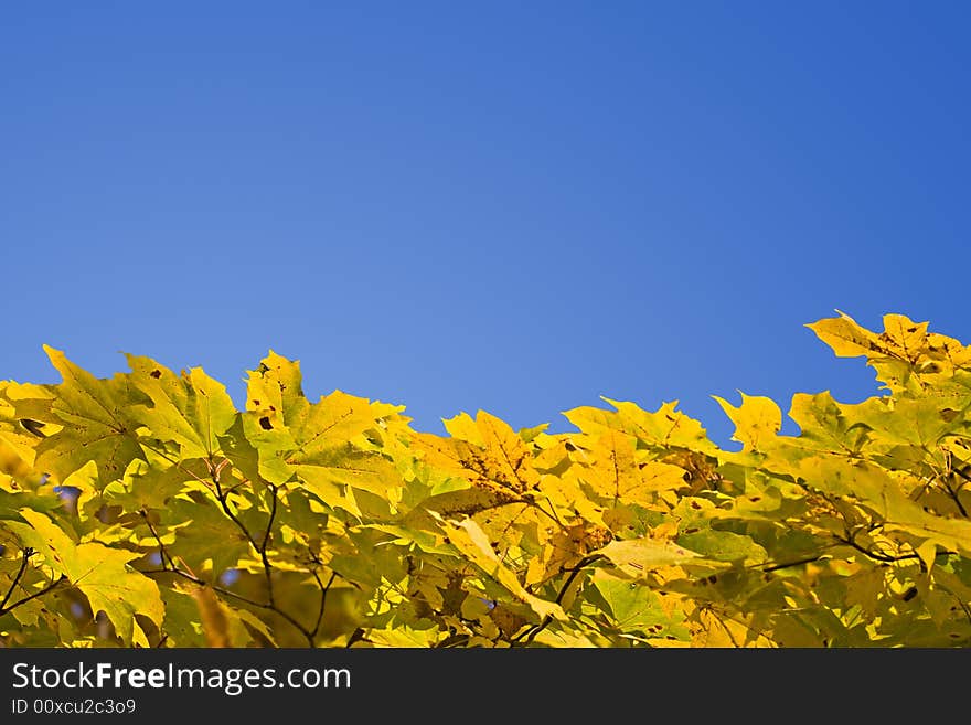 Yellow autumn foliage, view from below. Yellow autumn foliage, view from below