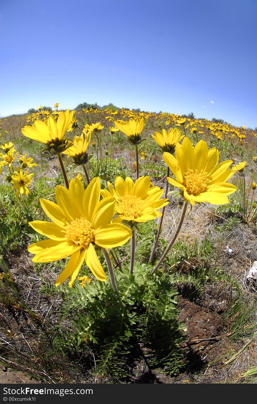 Summer yellow flowers growing up towards the blue sky. Summer yellow flowers growing up towards the blue sky