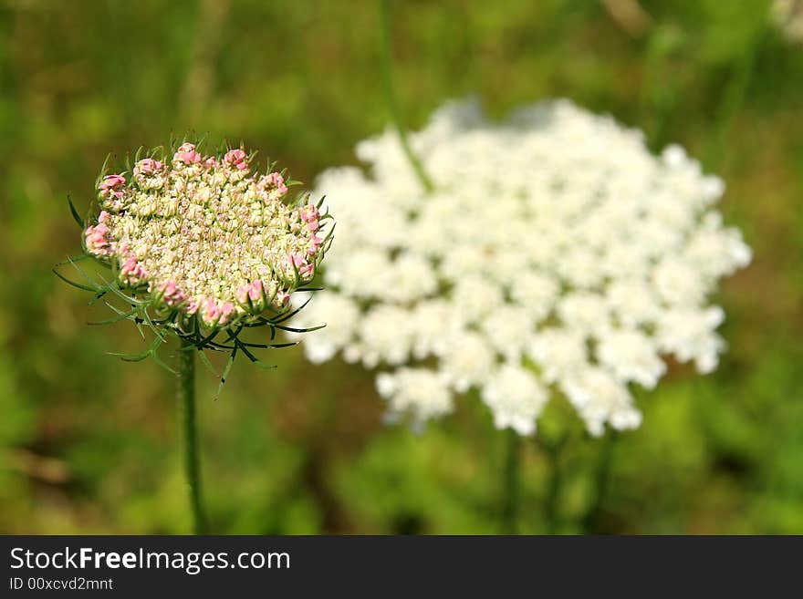 Queen Anne's Lace (Daucus carota), a member of the parsnip family,. Queen Anne's Lace (Daucus carota), a member of the parsnip family,