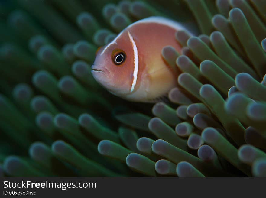 Pink anemone commonly found in shallow reef with their host anemore at Mabul,Borneo island