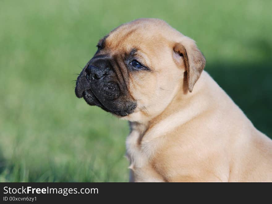 Young bullmastiff