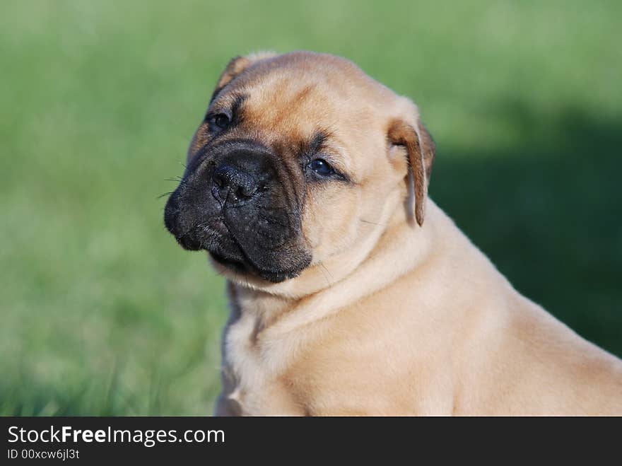 Young bullmastiff