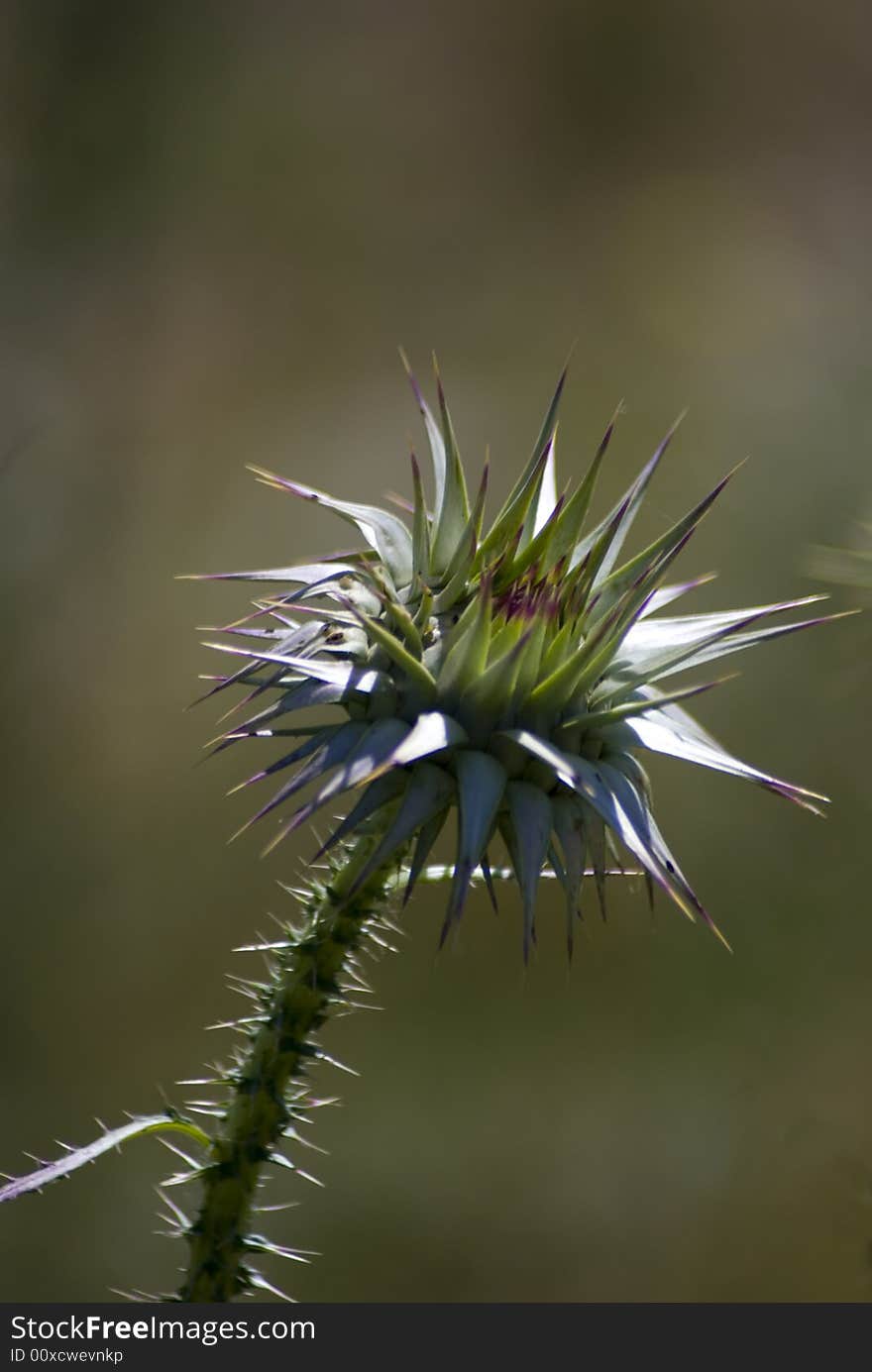 Thorn Flower Thistle Close up..