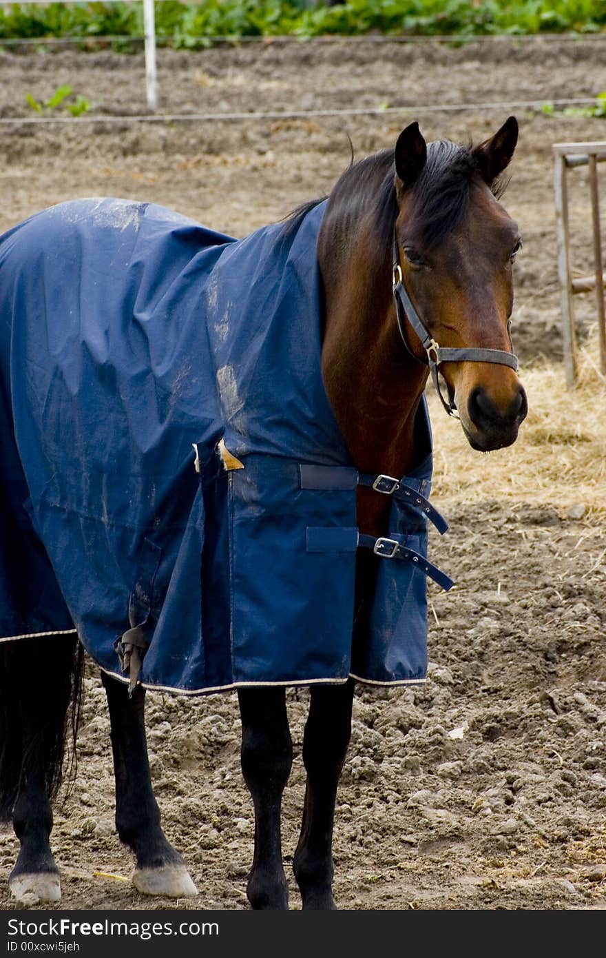 Working horse at the paddock