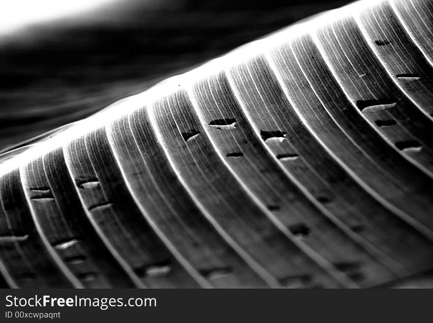 Closeup in a leaf covered by raindrops, highly defocused. Closeup in a leaf covered by raindrops, highly defocused.