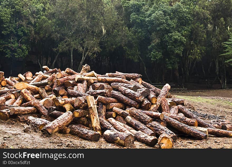 A forest and its future, a bunch of logs. A forest and its future, a bunch of logs.