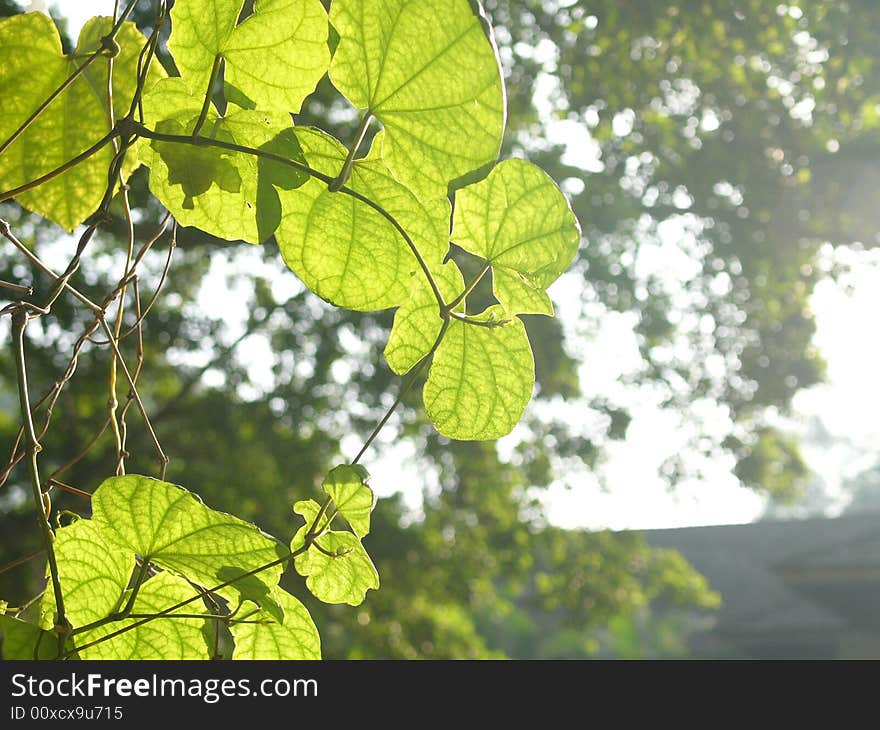 Sunlight shining through leaves of a small tree in a forest. Sunlight shining through leaves of a small tree in a forest.