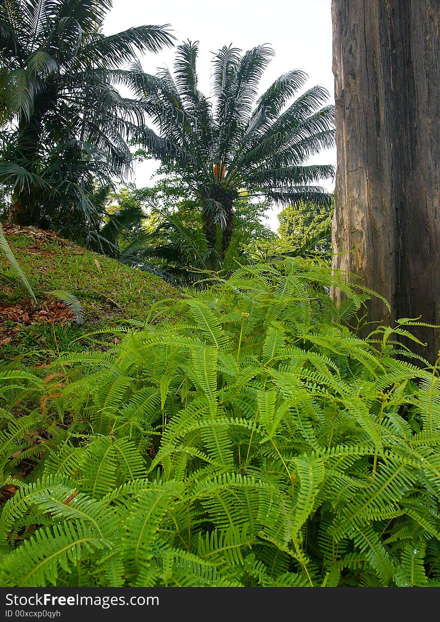 Ferns in a tropical jungle