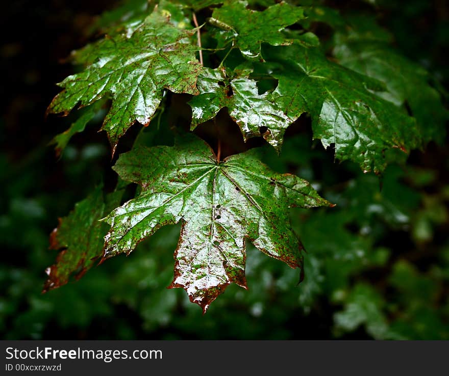 Weeping green leafs