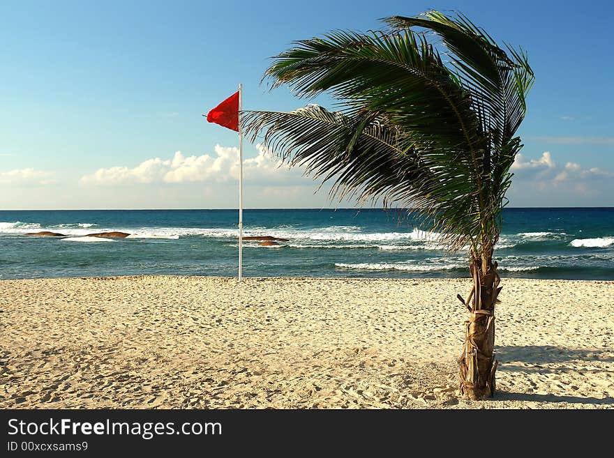 A day of wind in the beach transforms  the palm tree. A day of wind in the beach transforms  the palm tree