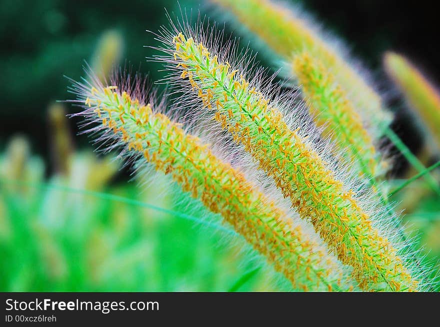 Green bristle grass