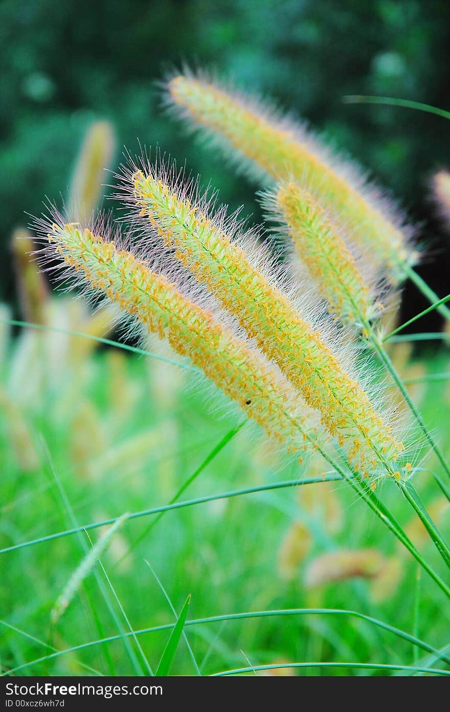 Green Bristle Grass