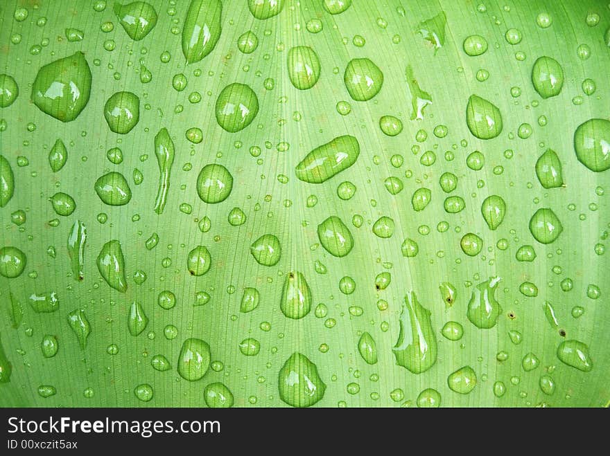 Water drops on a leaf. Water drops on a leaf