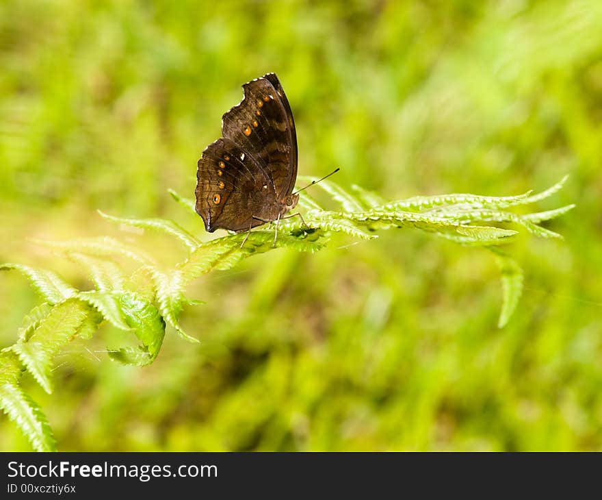 Chocolate Pansy Butterfly resting on frond of fern in the bright sunlight. Chocolate Pansy Butterfly resting on frond of fern in the bright sunlight