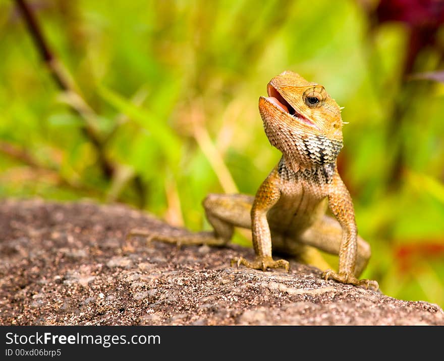 Chameleon sunning on a rock with mouth agape. Chameleon sunning on a rock with mouth agape