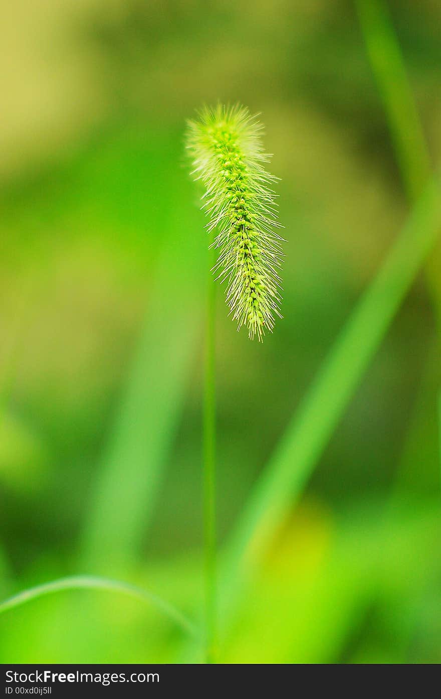 Green Bristle Grass