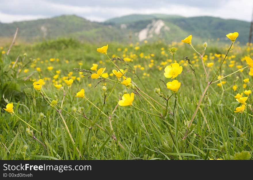 Summer grass with yellow-cups and mountains on the background