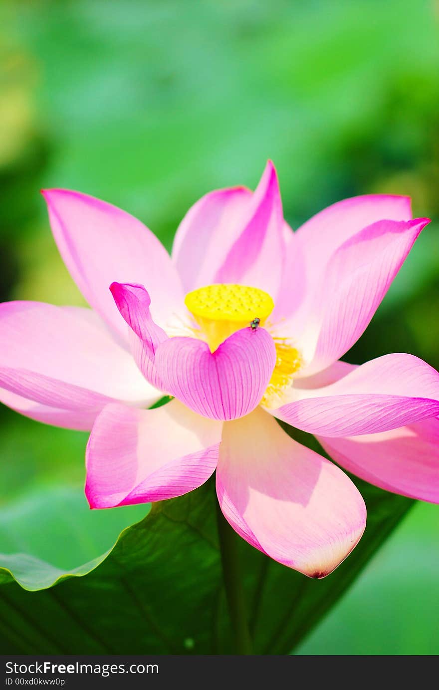 The water lily in a pond and of the garden in beijing . The water lily in a pond and of the garden in beijing .