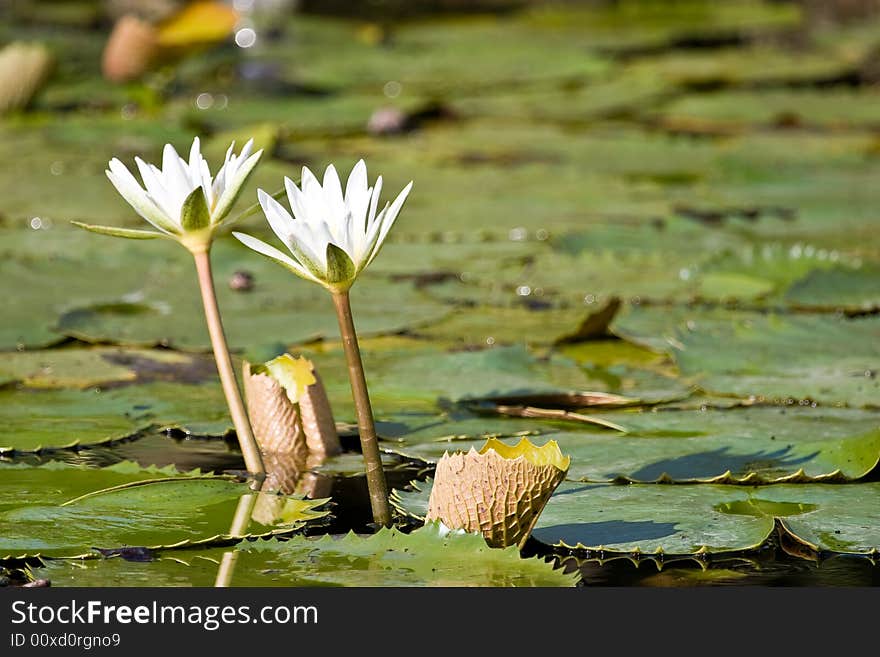 Water lily in the pond, Dominican republic