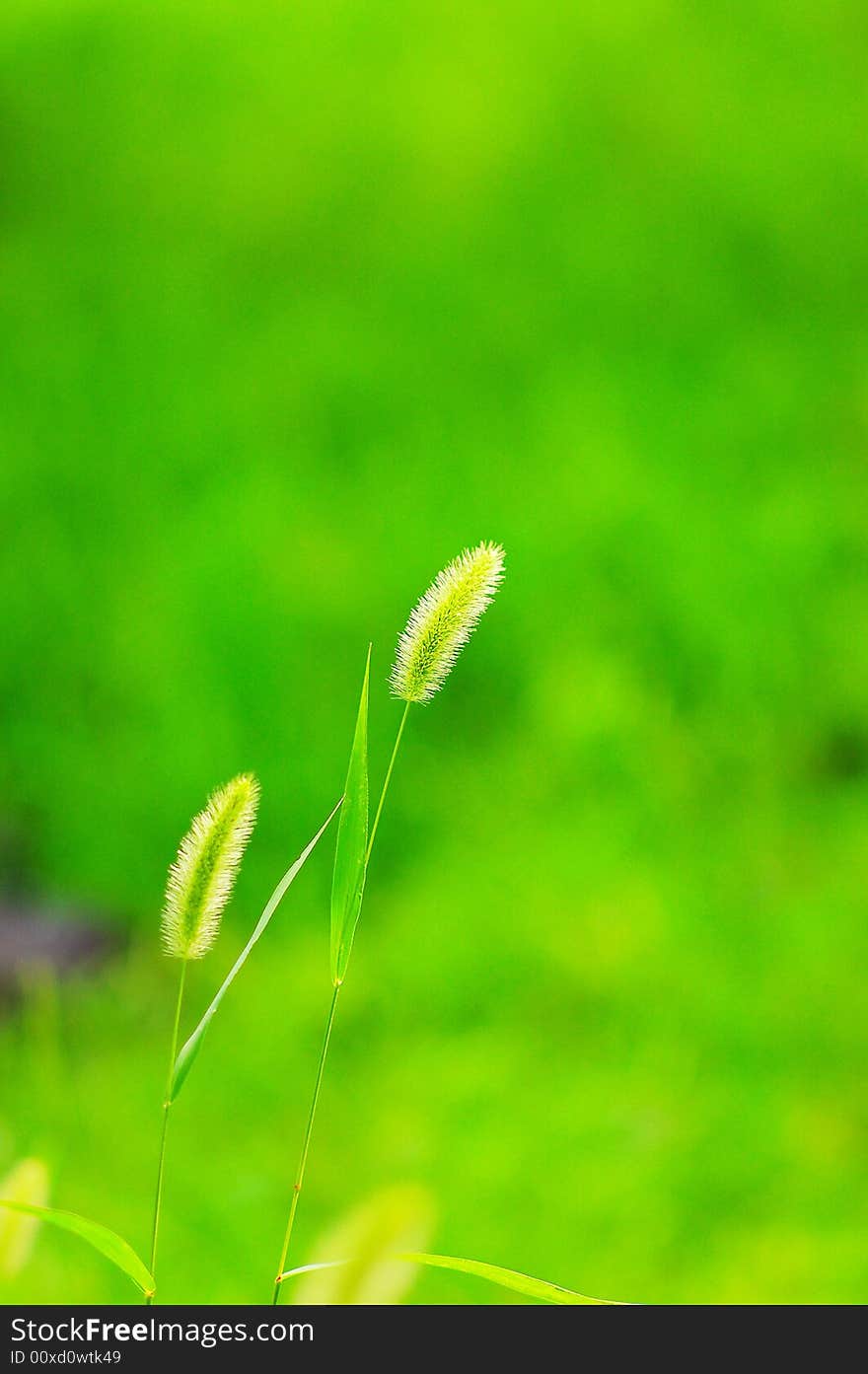 Green bristle grass