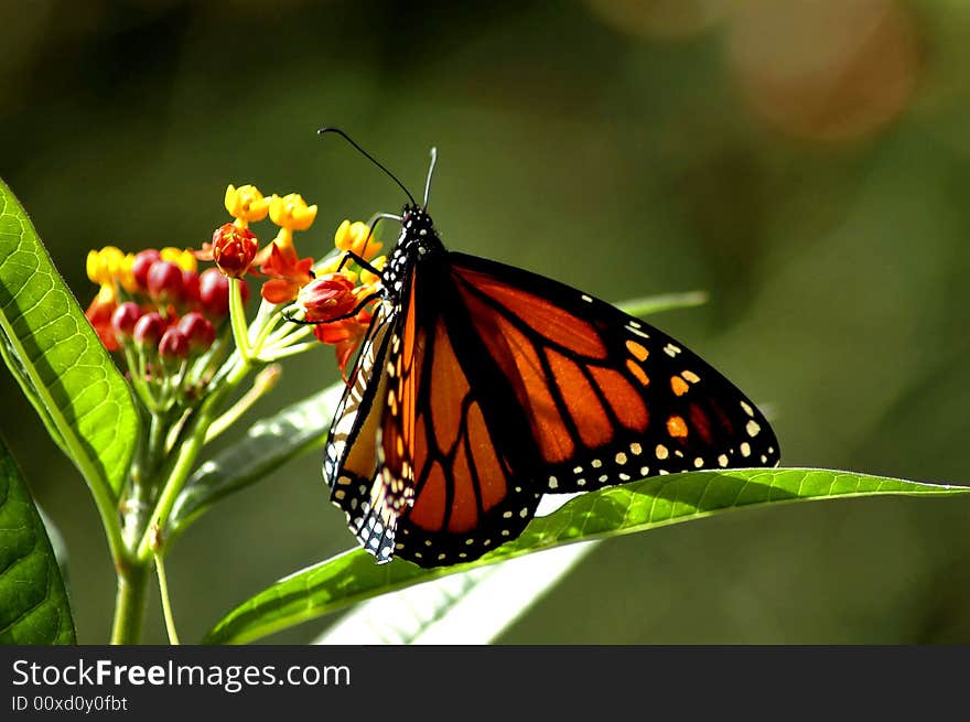 Butterfly on a flower in maine.