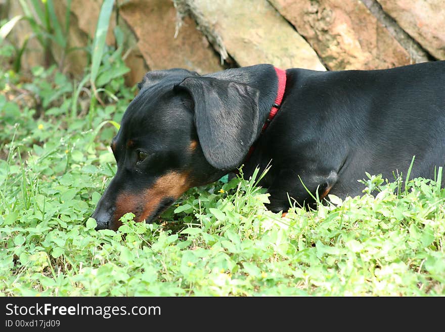 Sniffin Dachshund