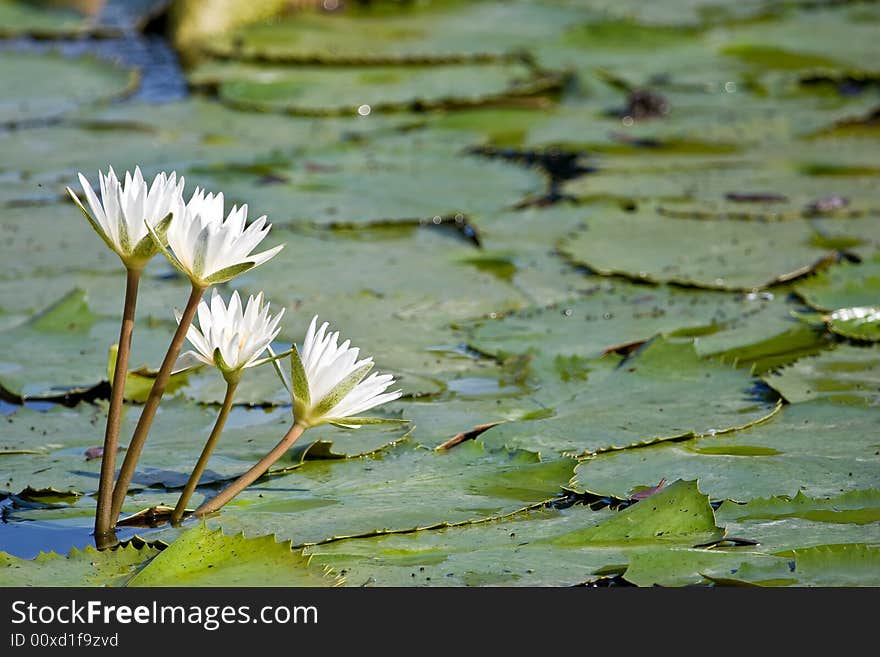 Water lily in the pond, Dominican republic