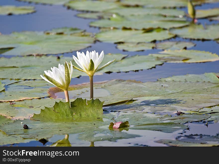 Water lily in the pond, Dominican republic