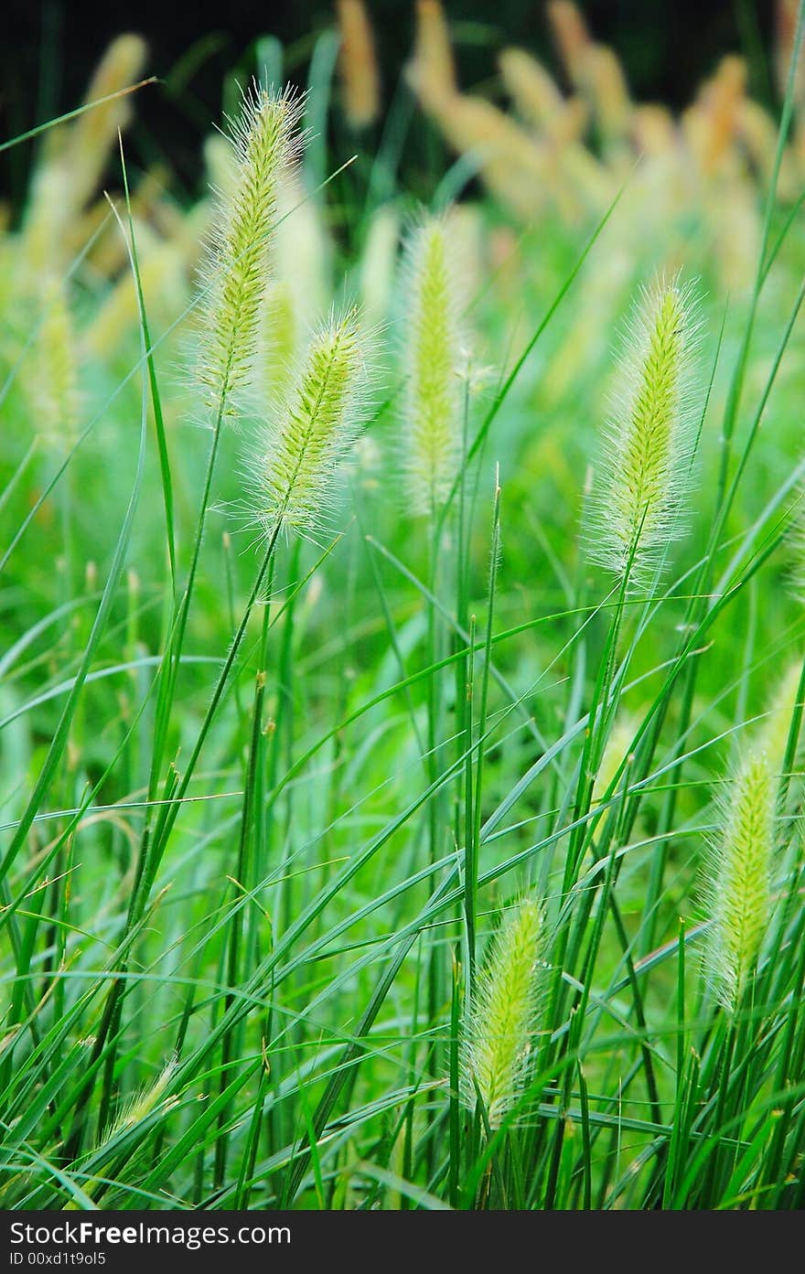 Green bristle grass