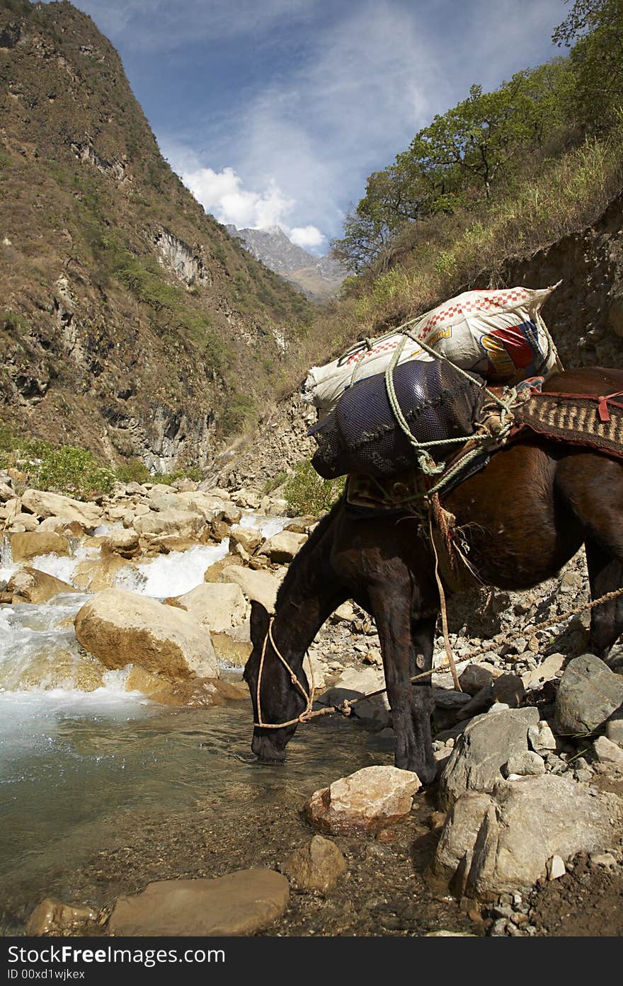 Thirsty Mule