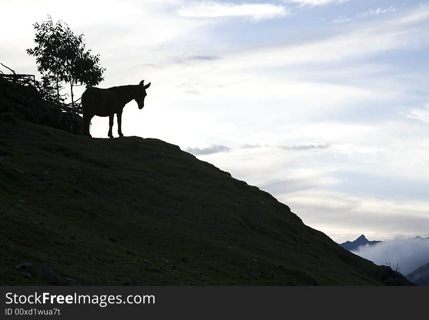 Mule overlooking the Andes at dusk in Peru. Mule overlooking the Andes at dusk in Peru.