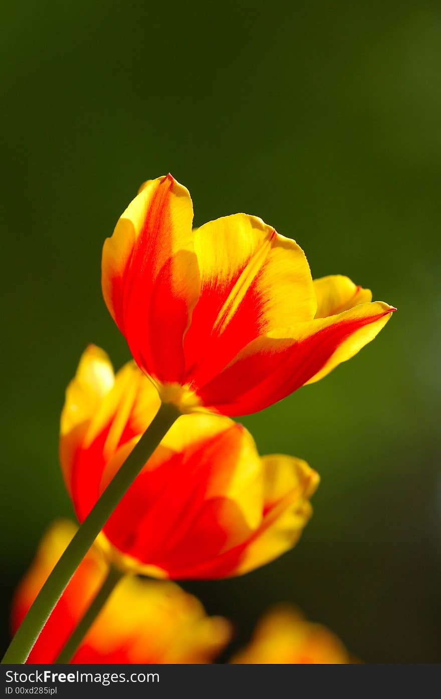 An beautiful orange tulips