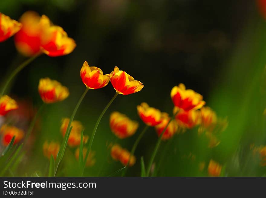 Orange blossoming tulips in green background