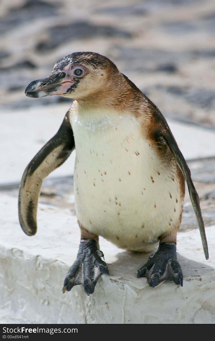 Peruvian Penguin