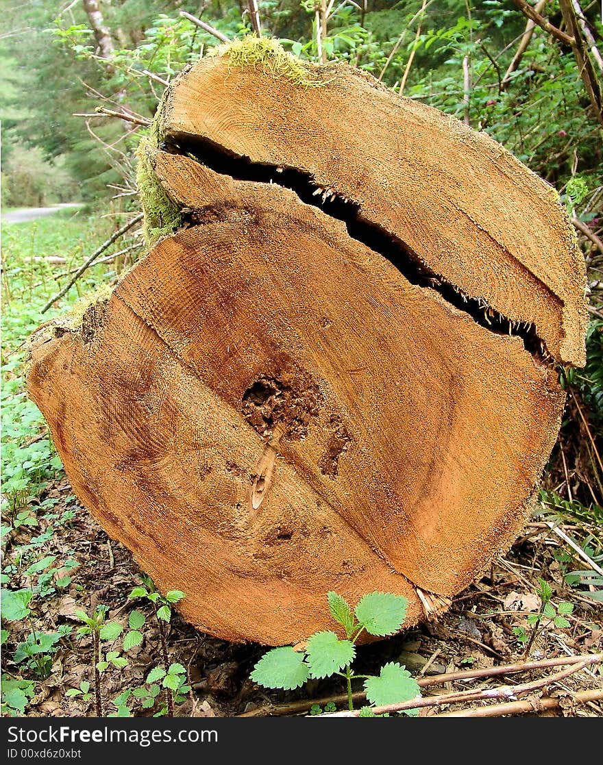 The sawed end of a cedar log in the forest.