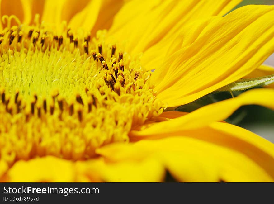 Macro close up shot of sunflower Helianthus annuus. Macro close up shot of sunflower Helianthus annuus