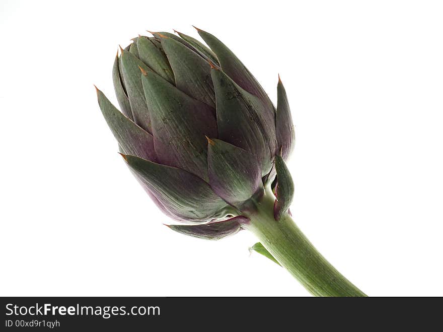 Artichoke-white-background