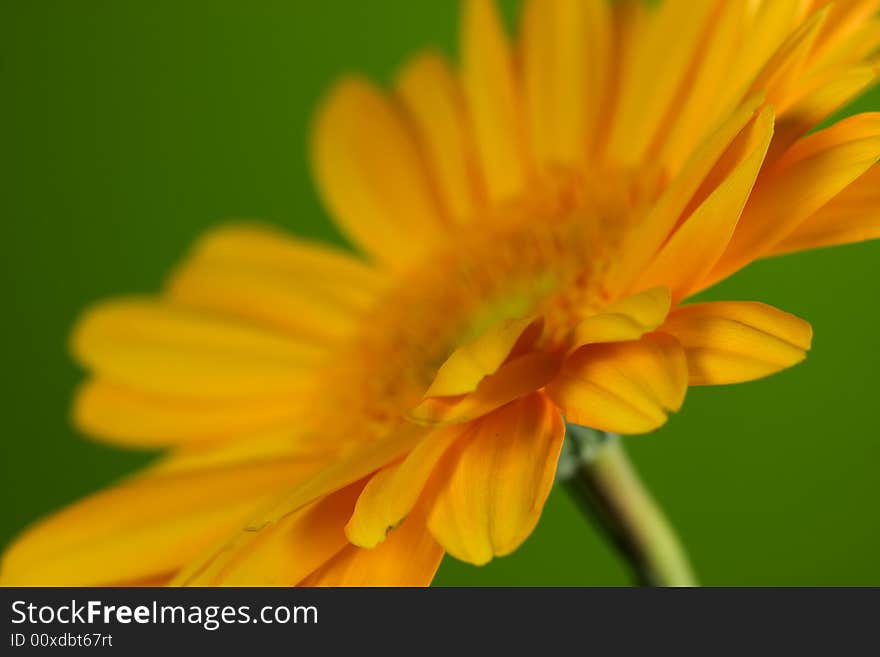 Yellow Gerbera on green background. Yellow Gerbera on green background