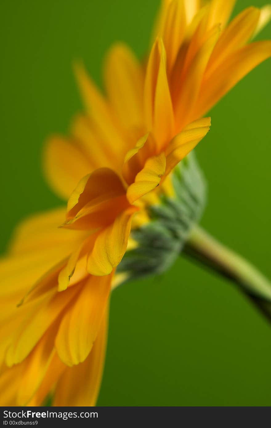 Yellow Gerbera on green background. Yellow Gerbera on green background