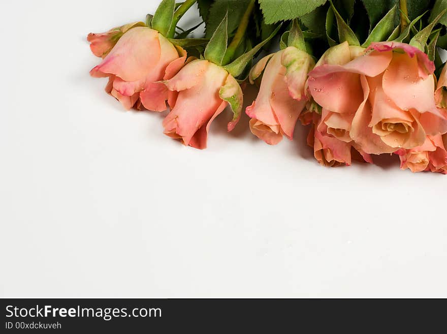 Bunch of pink roses