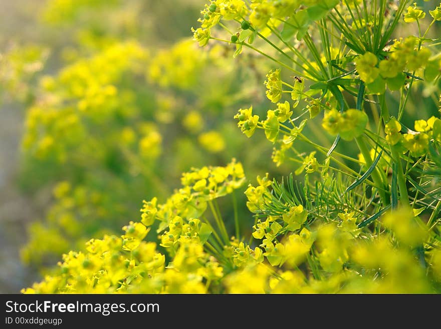 Yellow flowers