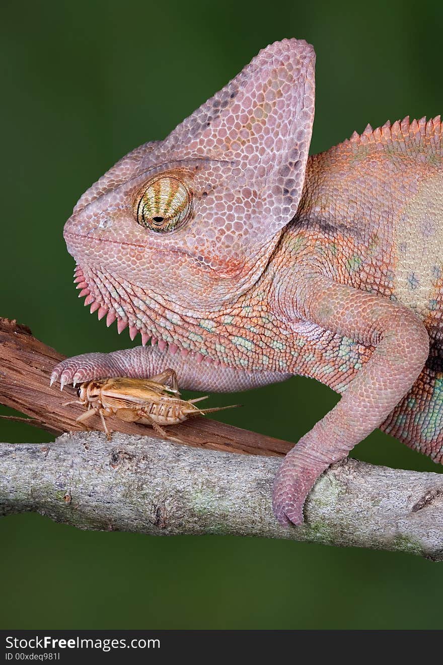 A veiled chameleon is accidentally touching a cricket. A veiled chameleon is accidentally touching a cricket.