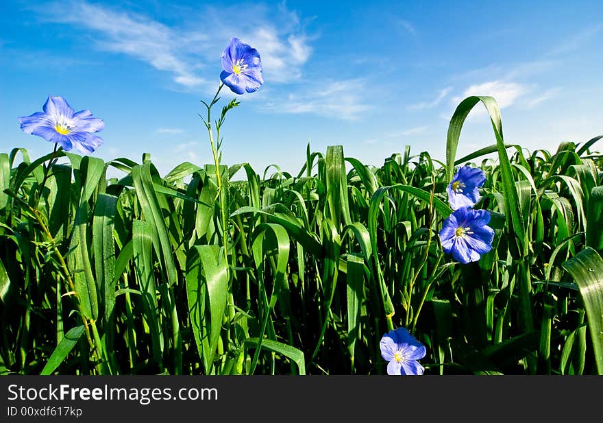 Blue flowers and green grass. Blue flowers and green grass