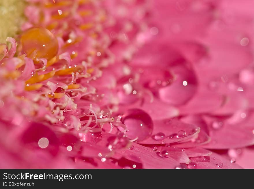 Close-up of a gerbera with water drops. Close-up of a gerbera with water drops