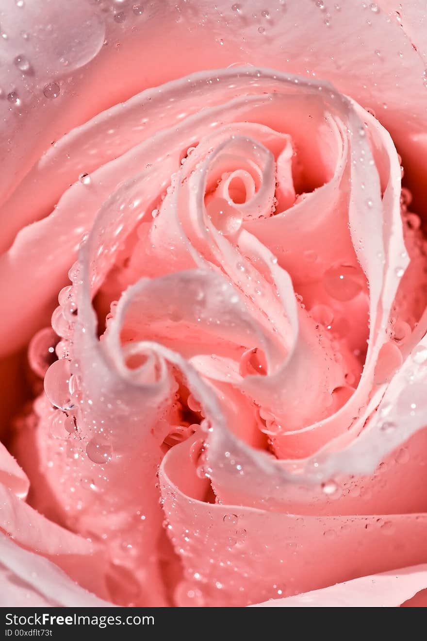 Close-up of a rose with water drops. Close-up of a rose with water drops